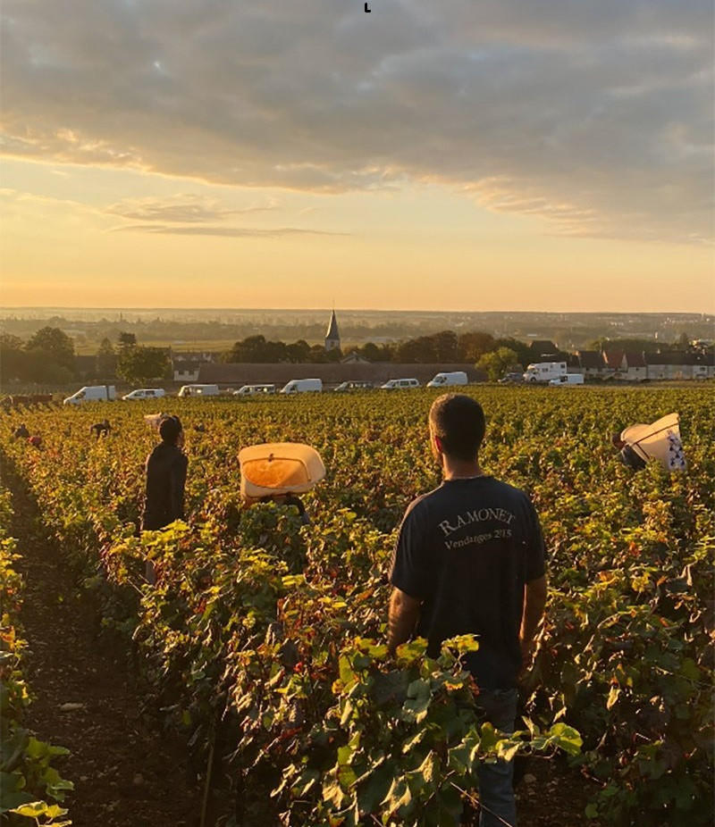 ワイン Roumier Les Cras & Corton Charlemagne 22 Domaine G. Roumier Corton-Charlemagne Grand Cru | Vivino Nederlands