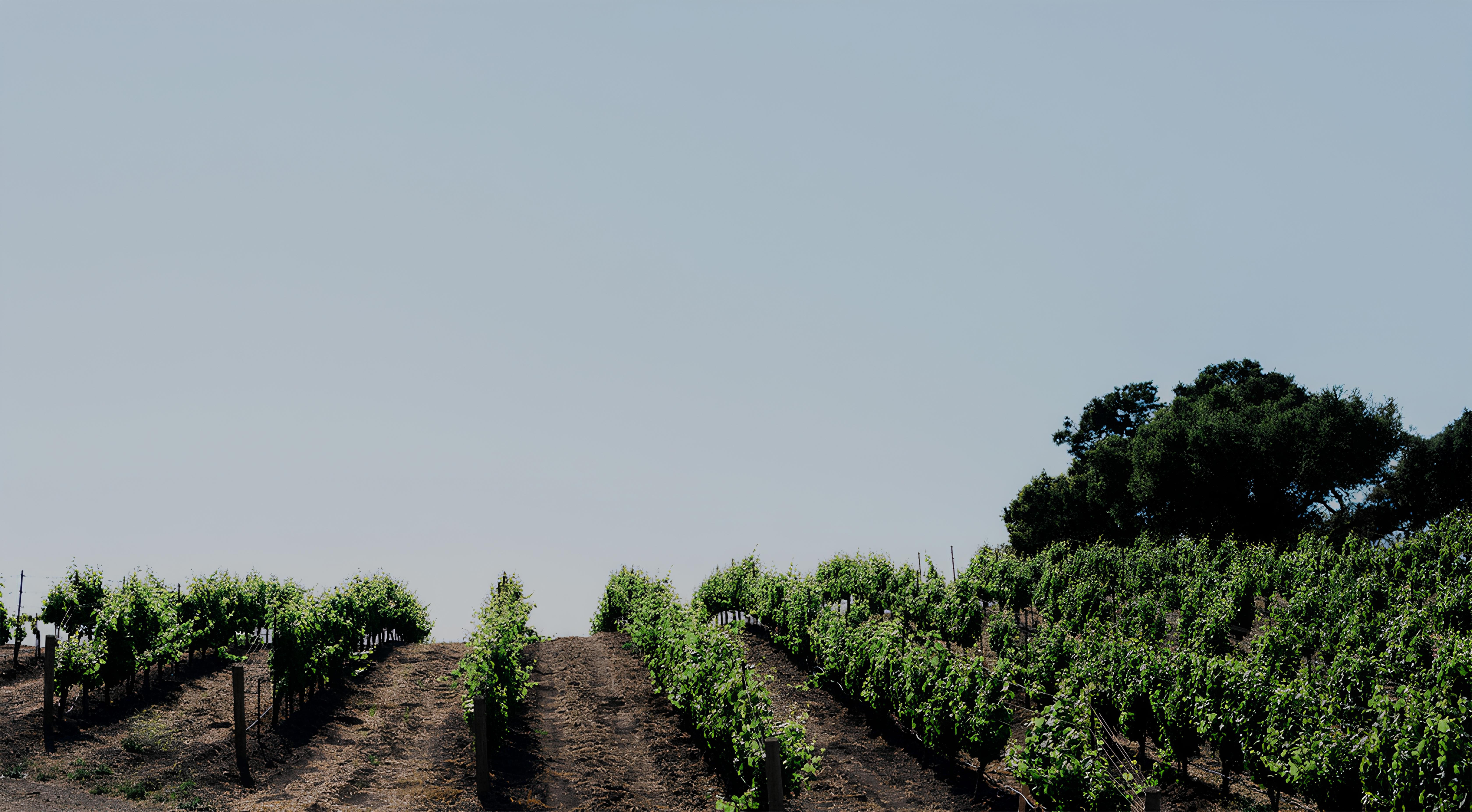 Racines vineyard in California’s Santa Rita Hills, featuring rows of vibrant grapevines on sloping terrain under a clear blue sky.