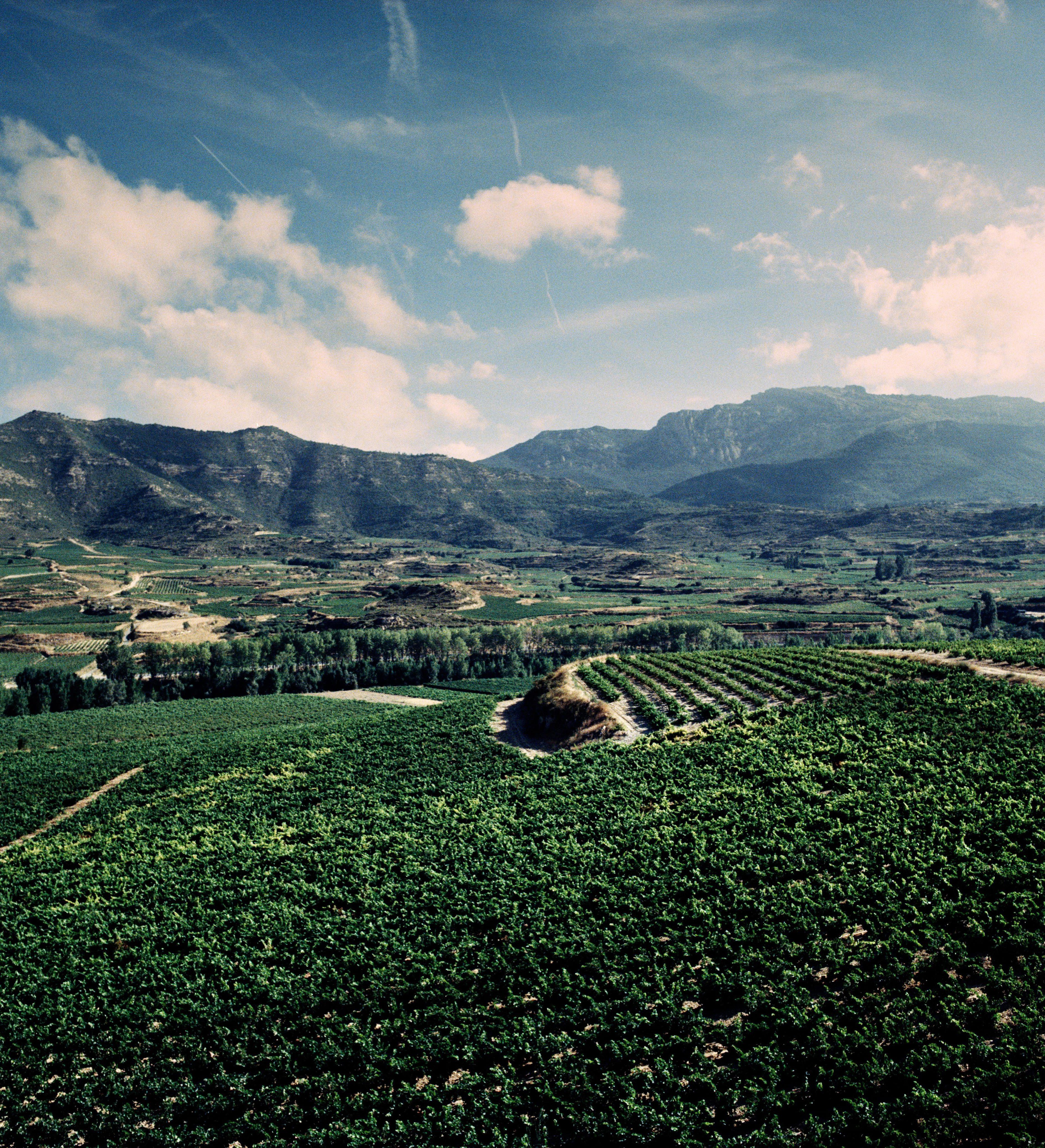Único, Berry Sicilia, 2012 Buy Spain Wine - Ribera Duero, & Rudd Bros. del Vega