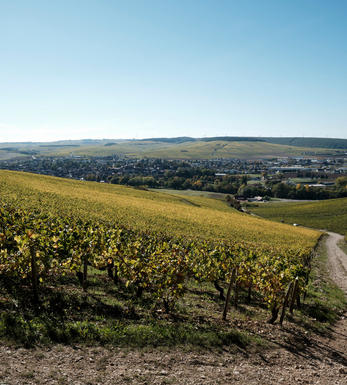 Chablis Grand Cru