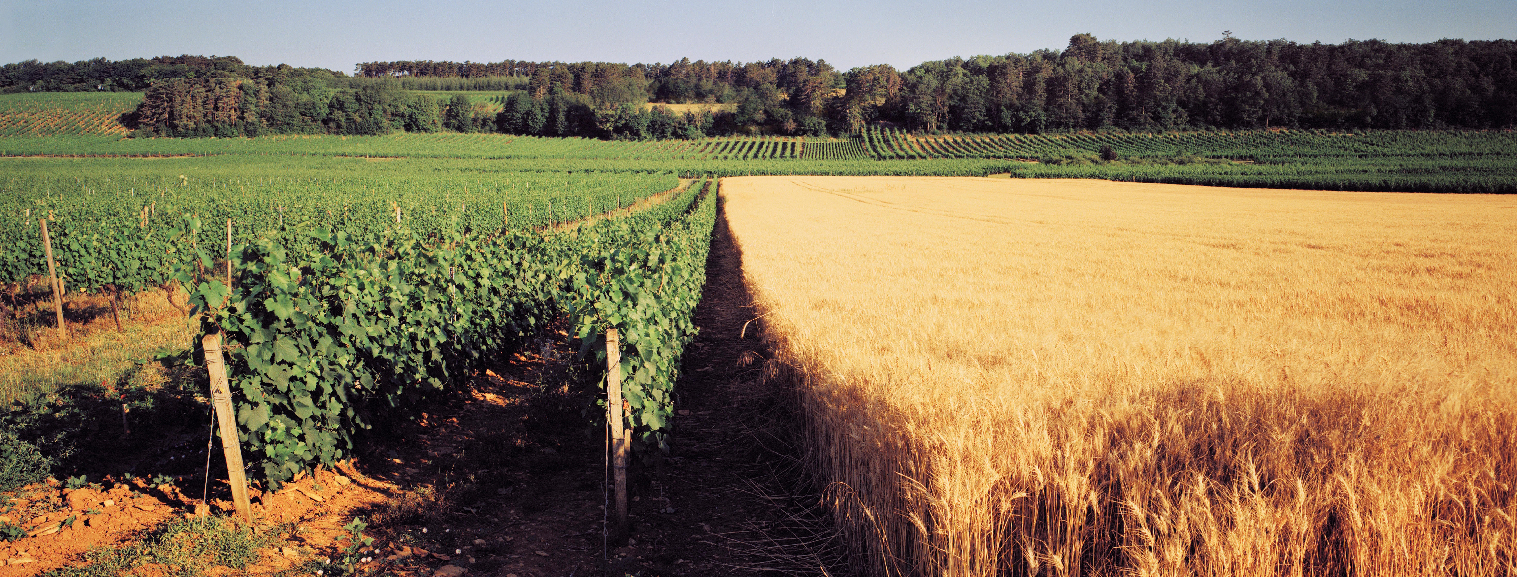 Côte de Nuits-Villages