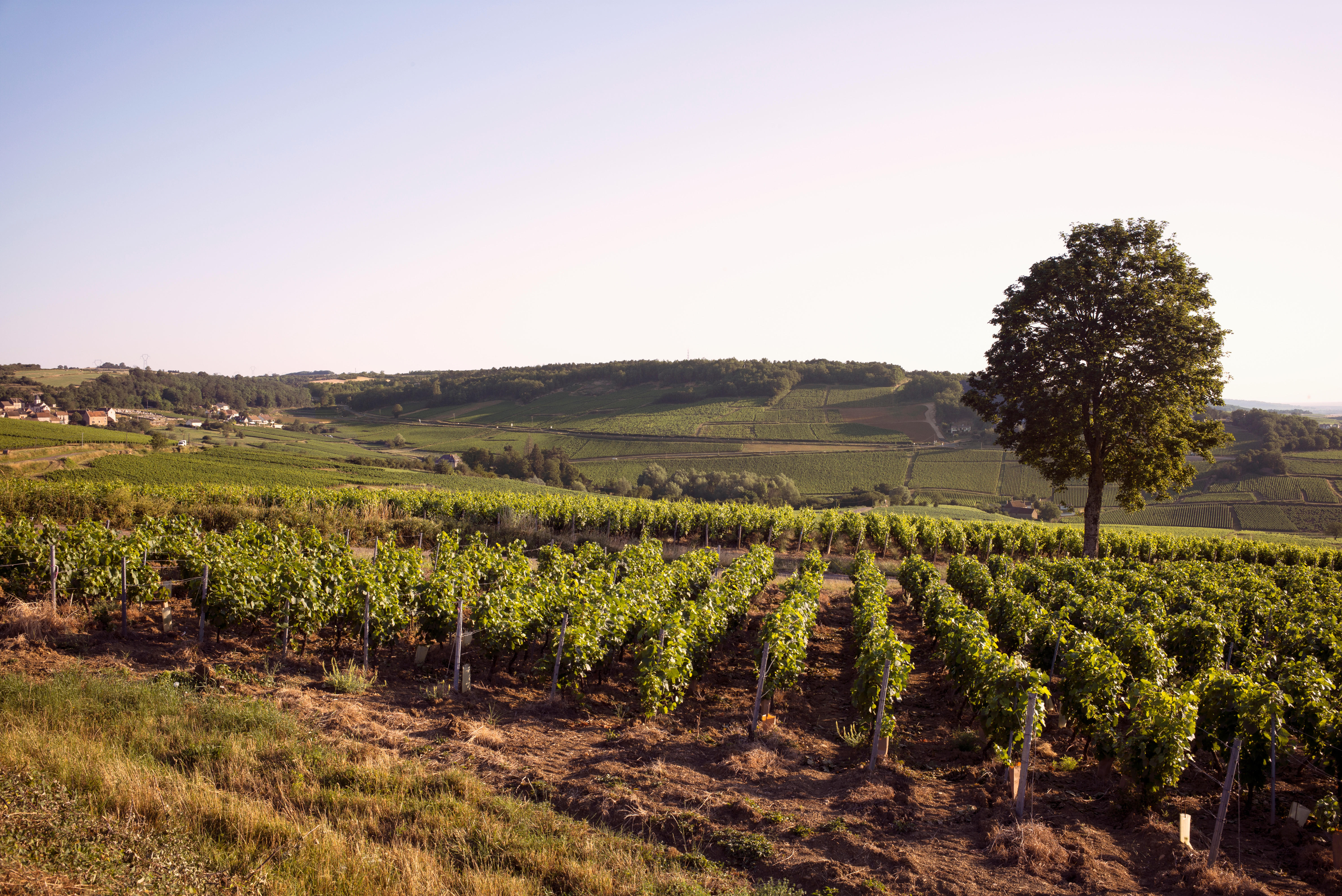Chassagne-Montrachet