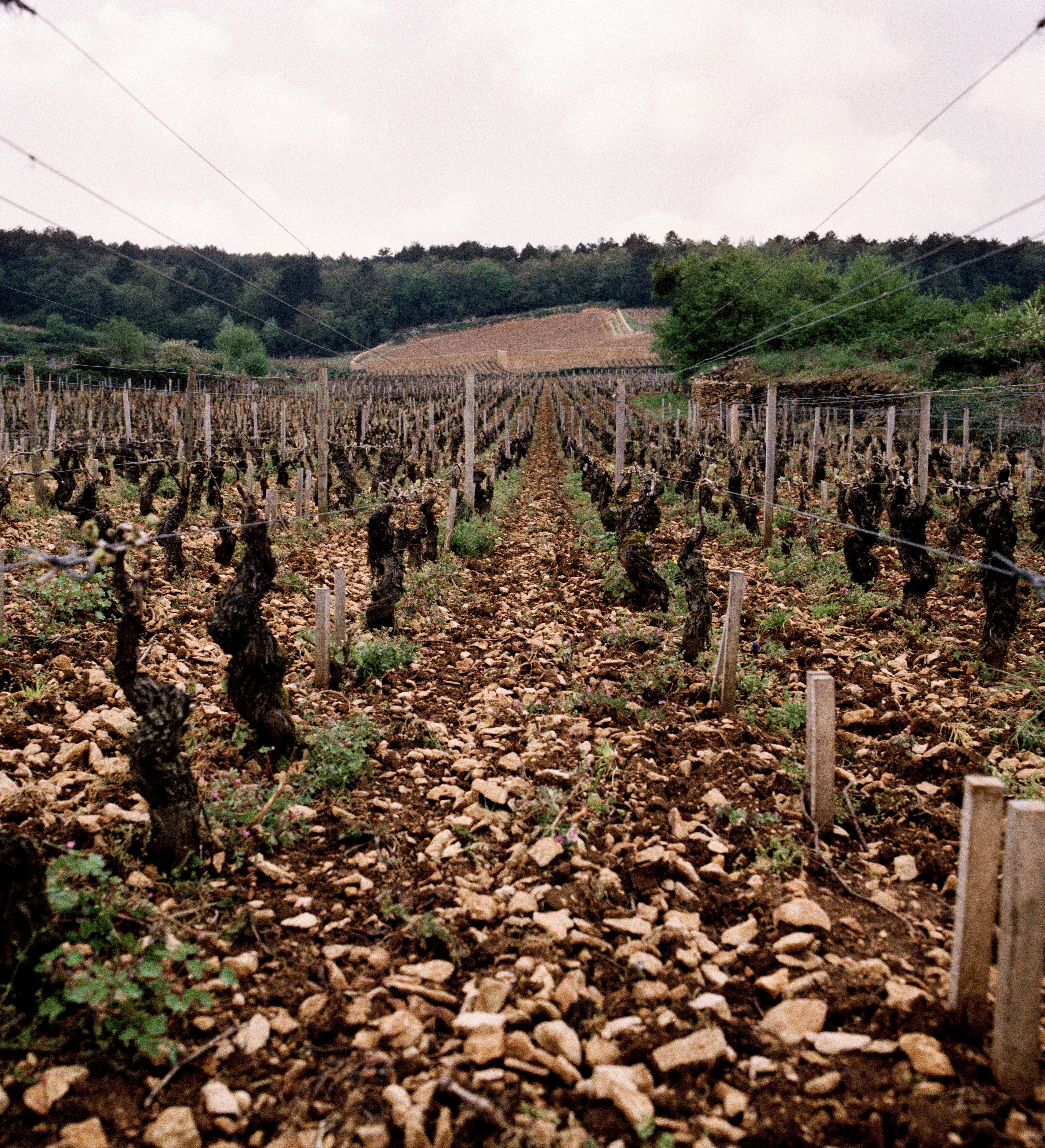 Bourgogne Hautes Côtes de Nuits