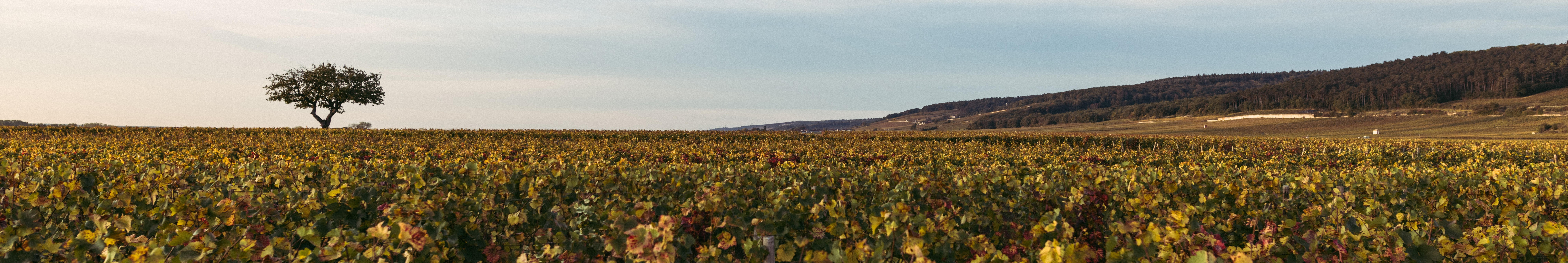 Buy 2021 Mazoyères-Chambertin, Grand Cru, Vieilles Vignes