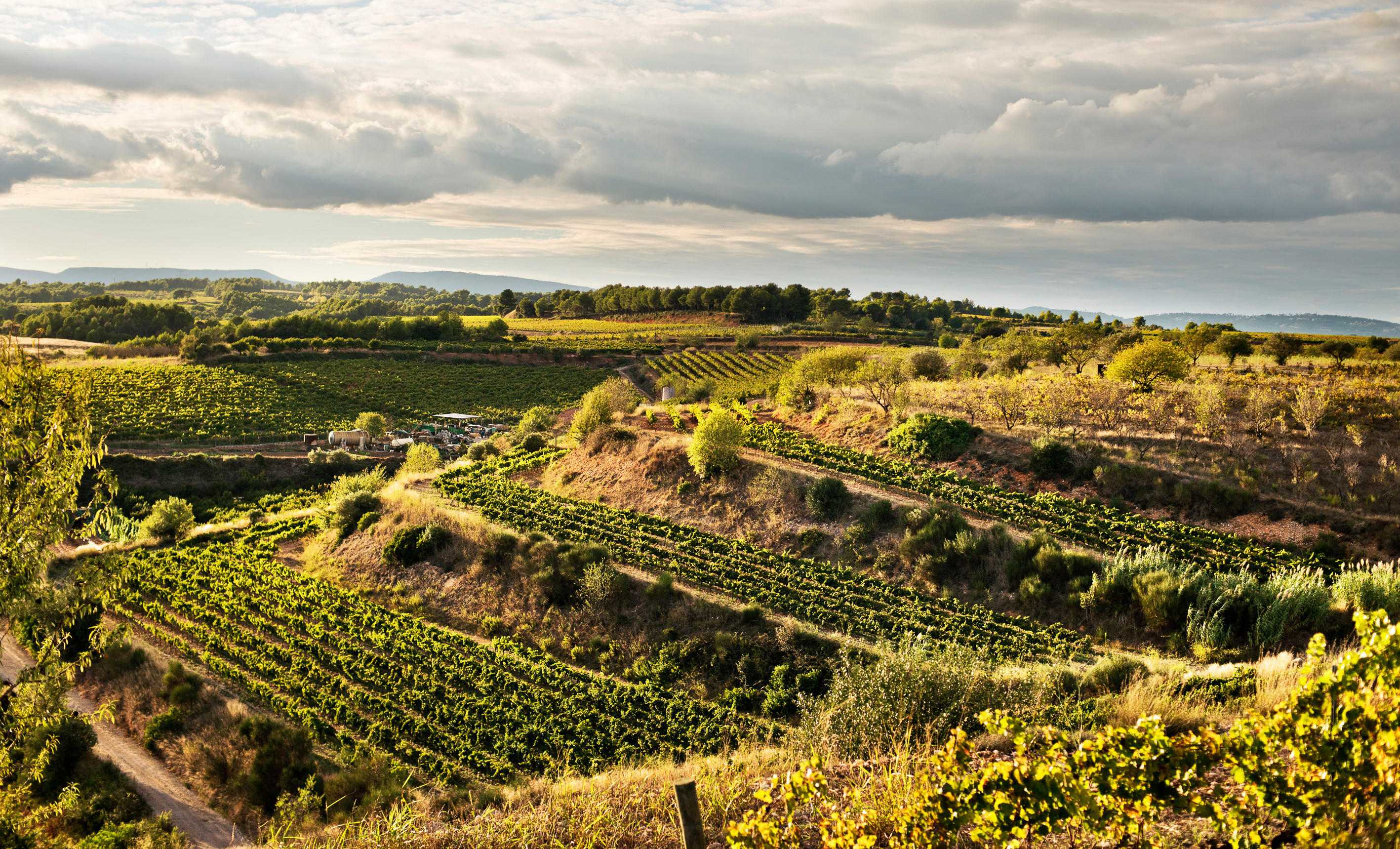 Sunlit Spanish vineyard landscape with rolling hills, green vines, and scattered olive trees under a dramatic, cloudy sky