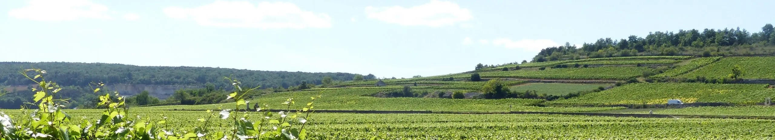 Bienvenues-Bâtard-Montrachet