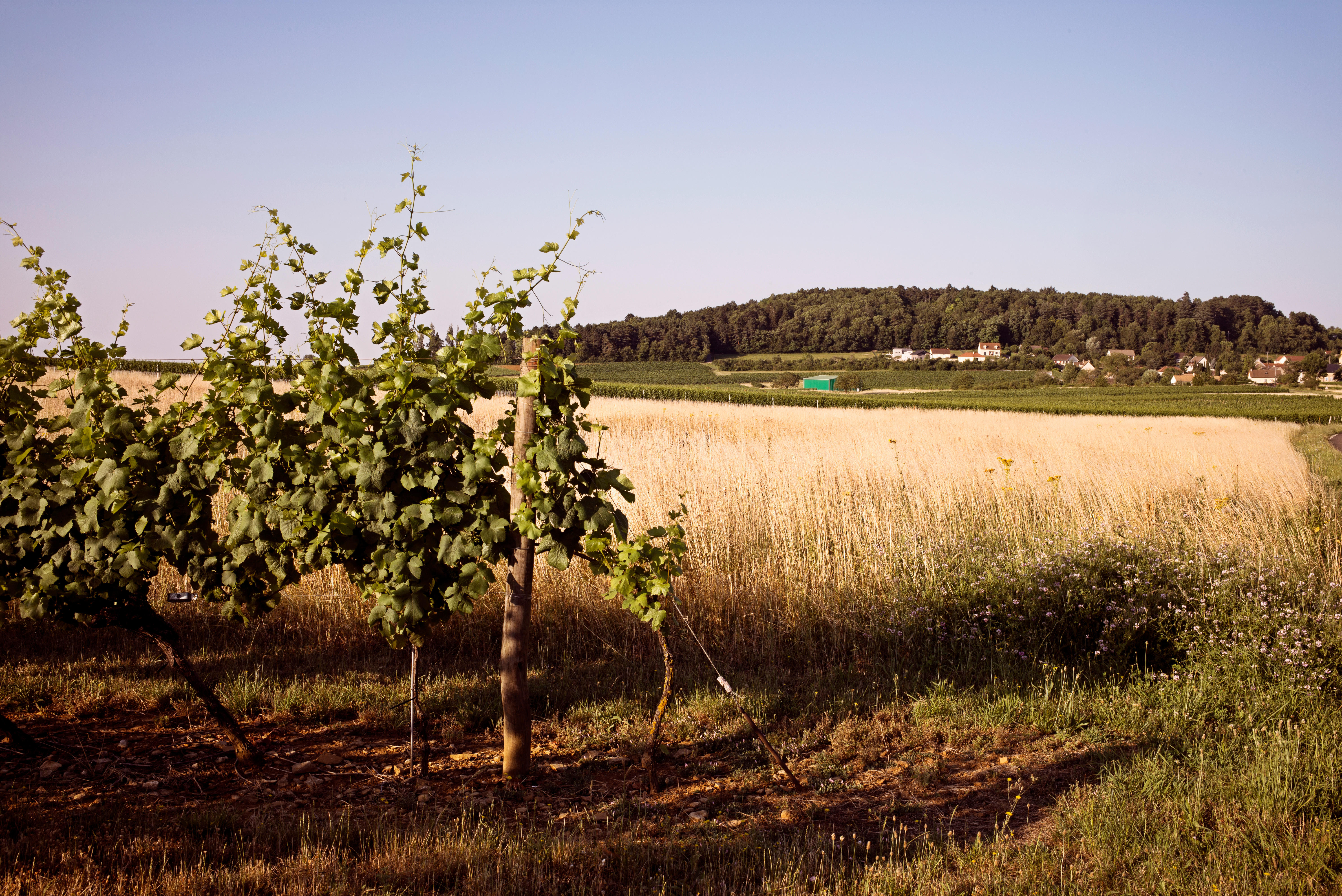 Bourgogne Hautes Côtes de Beaune