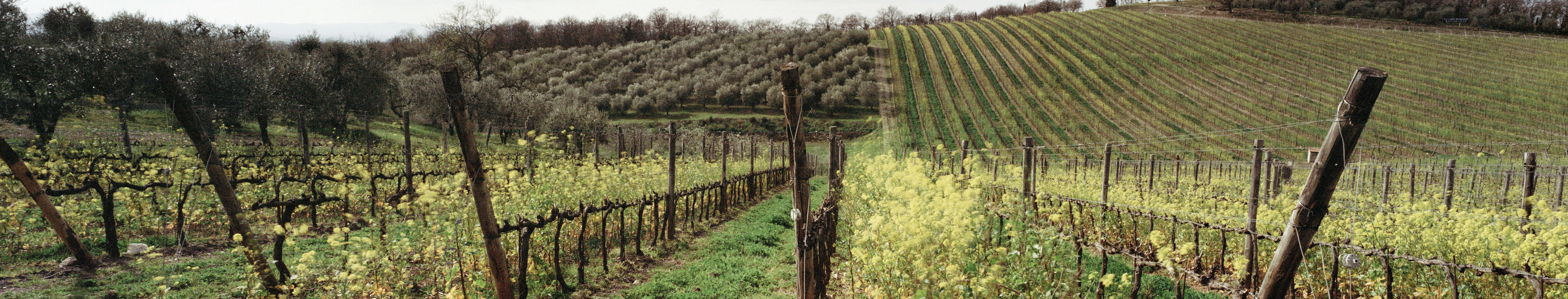 Amarone della Valpolicella