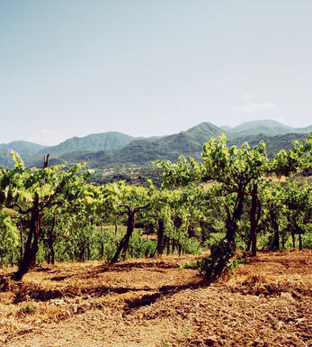 Brunello di Montalcino