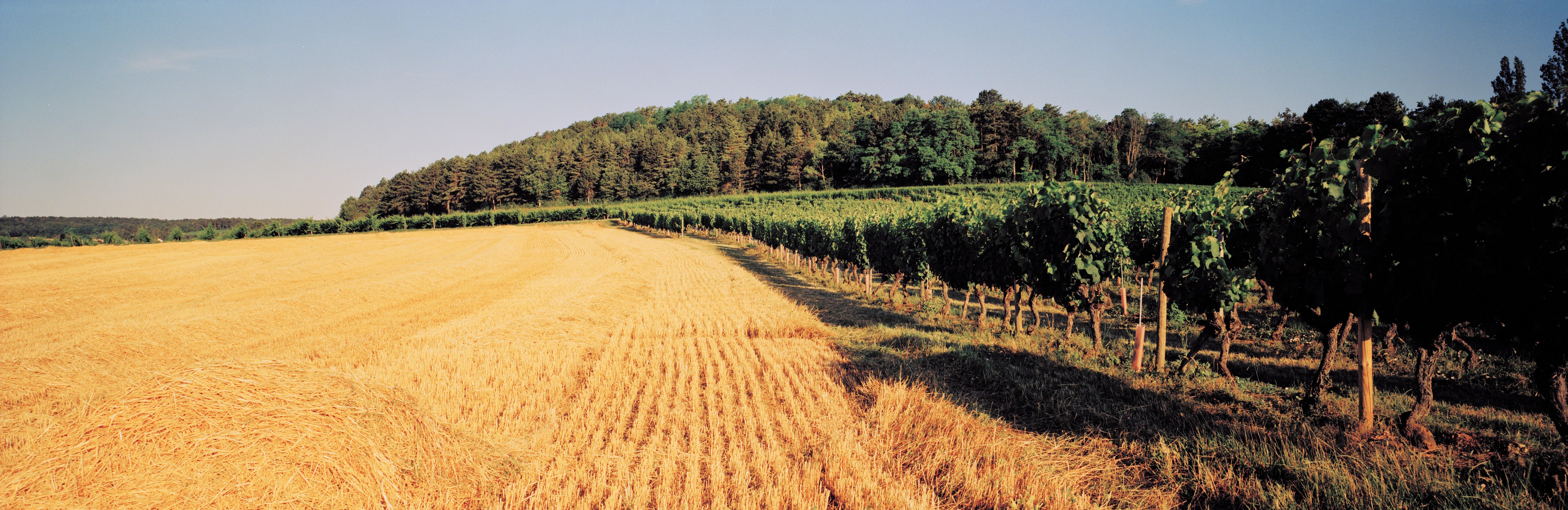 Bourgogne Passetoutgrains