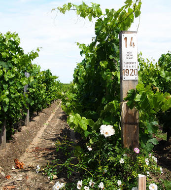 Buy 1997 Champagne Salon, Le Mesnil, Blanc de Blancs, Brut Buy 1997 Champagne Salon, Le Mesnil, Blanc de Blancs, Brut