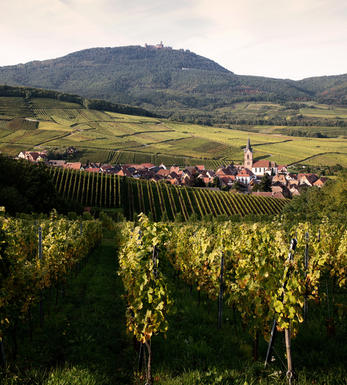 Pinot Blanc  Alsace