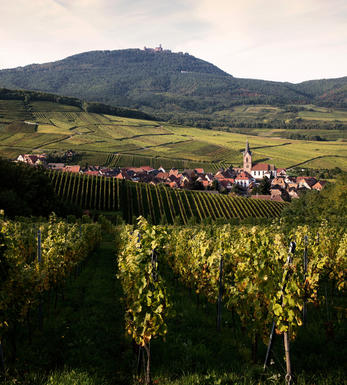 Pinot Gris  AOC Alsace