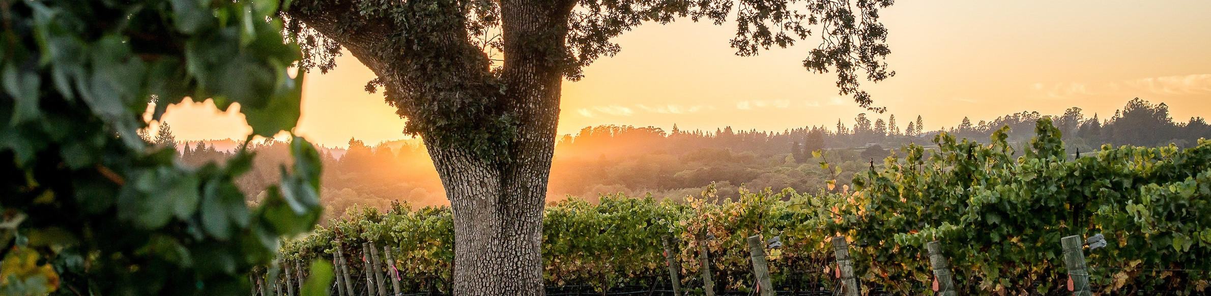 Russian River Valley