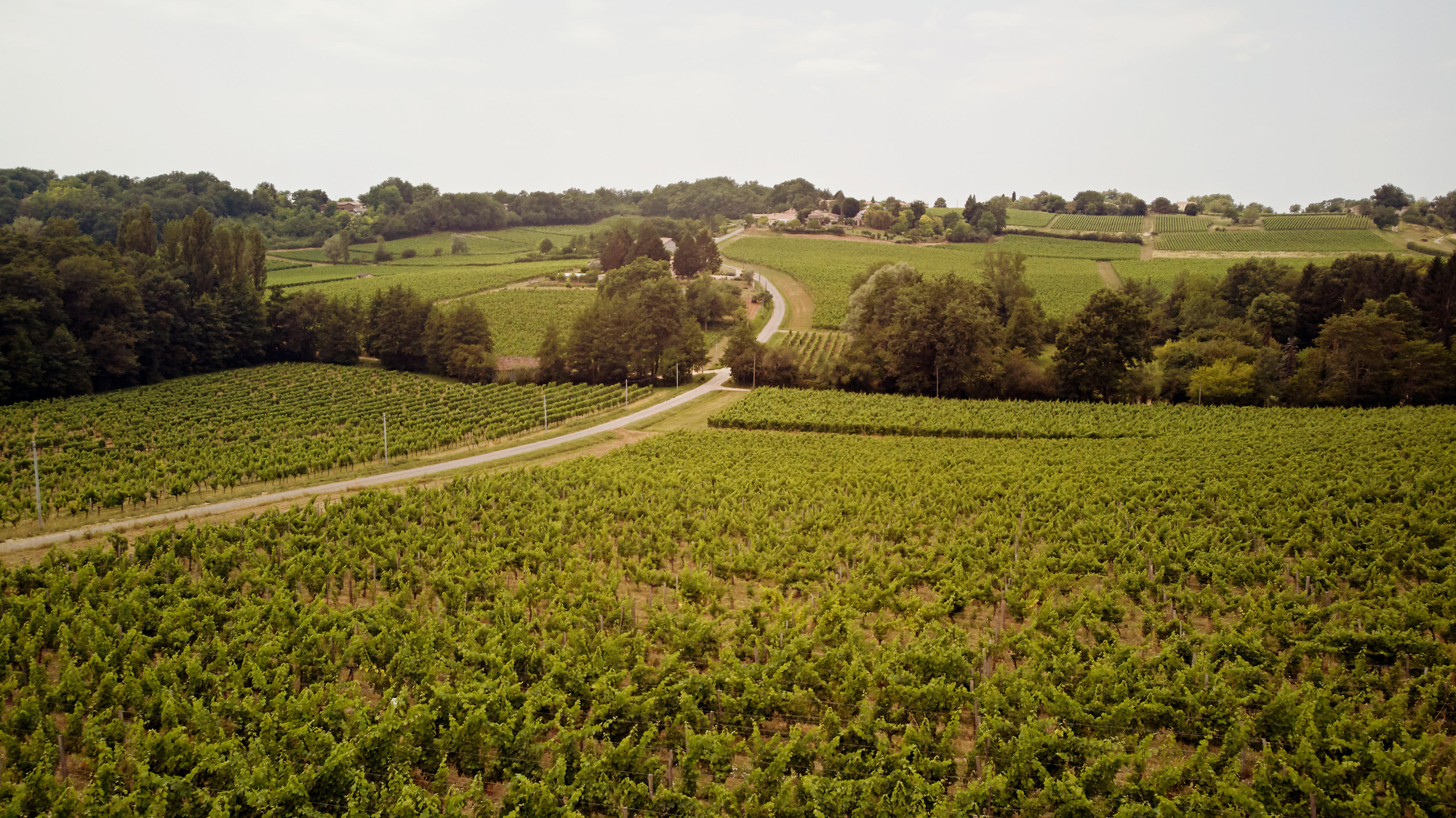 Castillon - Côtes de Bordeaux