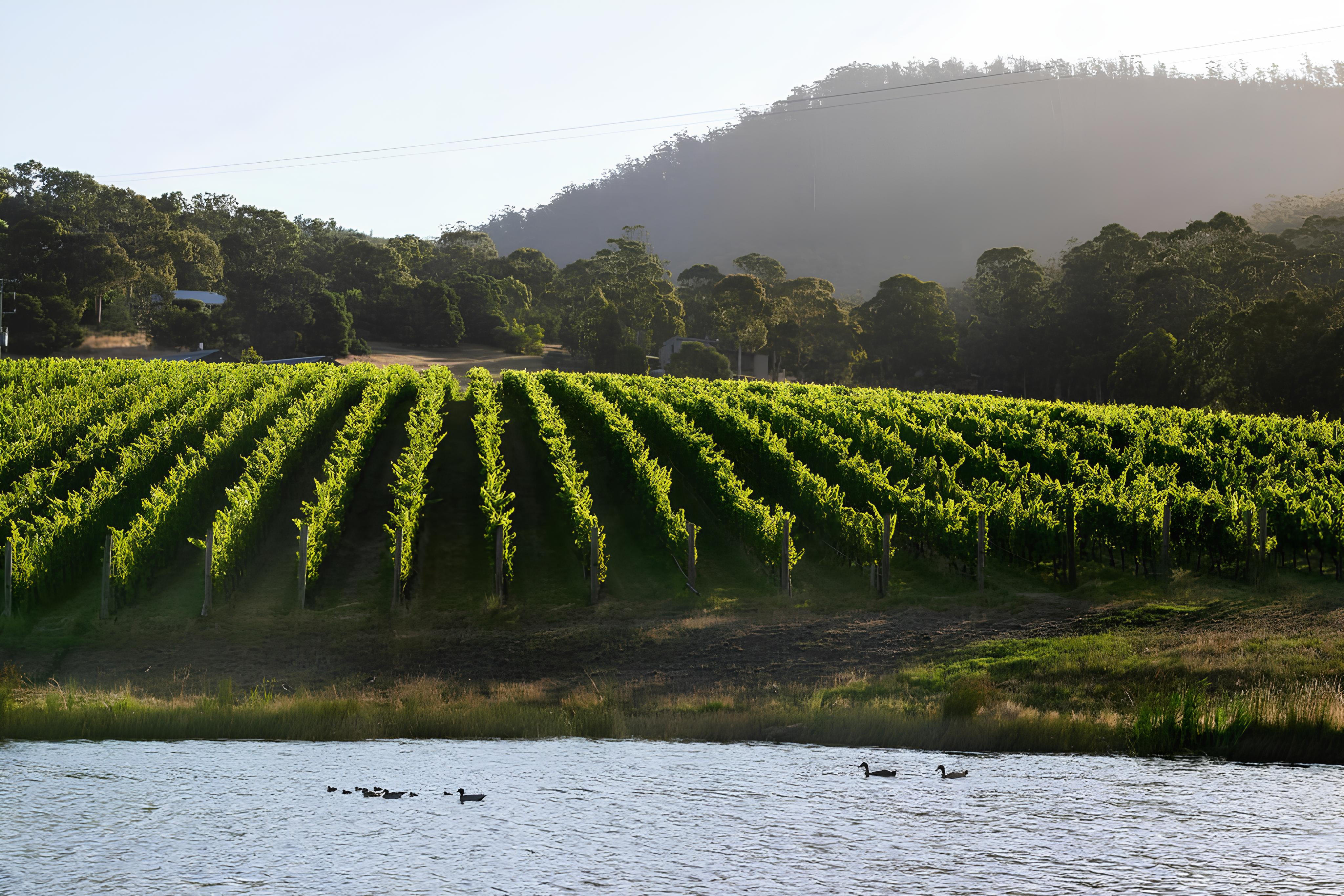 Tolpuddle Vineyard in Tasmania’s Coal River Valley, home to world-class Chardonnay and Pinot Noir.
