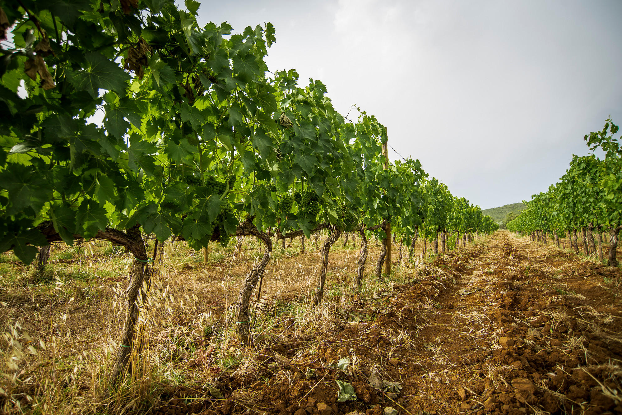 vines_Lisini-Montalcino-di-Brunello_image-supplied-by-Lisini