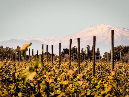 Wines of Chile and Argentina, Monday 10th February 2020