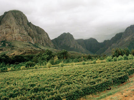 Wines of South Africa, Tuesday 14th July 2020