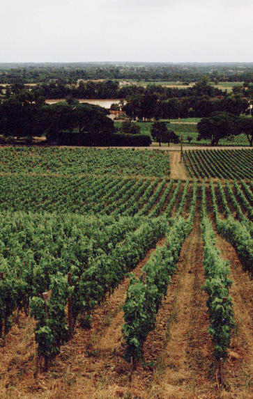 One-Day Bordeaux Wine School, Saturday 16th May 2020
