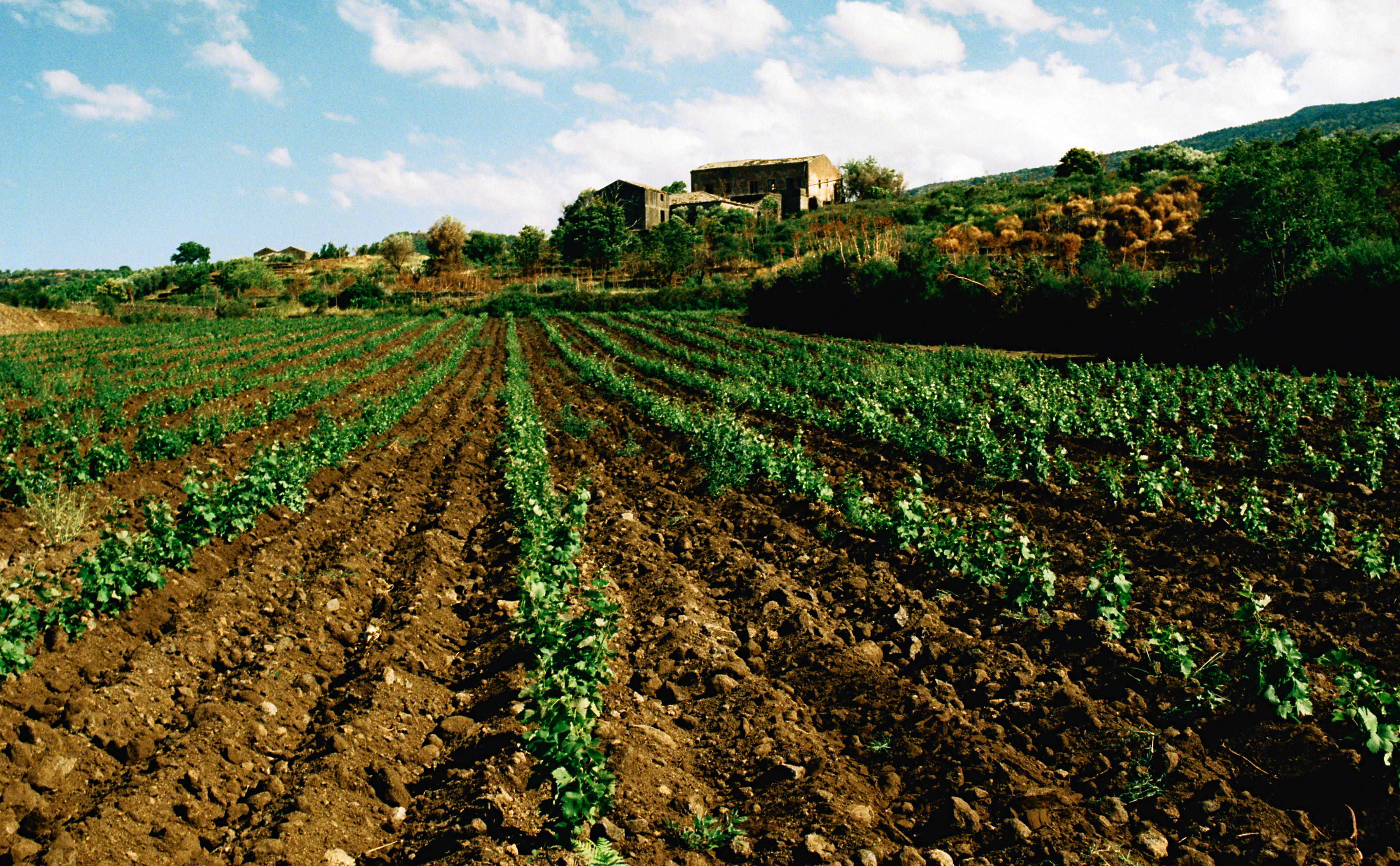 Introduction to Brunello, Thursday 12th March 2020