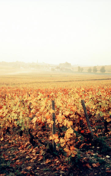 Introduction to Burgundy, Tuesday 3rd November