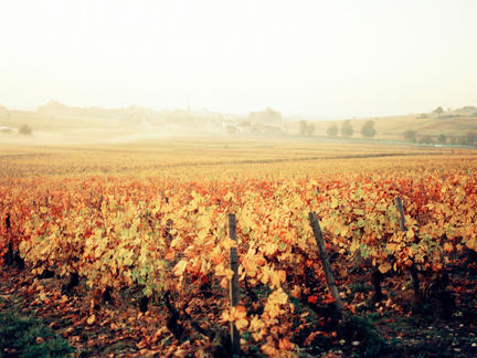 Introduction to Burgundy, Tuesday 3rd November