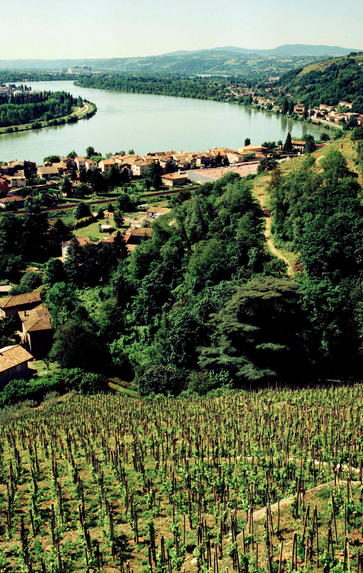 Introduction to Rhone, Tuesday 24th November
