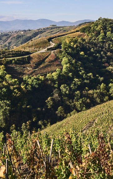 Introduction to Rhône, Tuesday 1st December 2020
