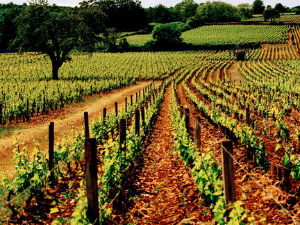 Introduction to the wines of Burgundy, Tuesday 15th June 2021