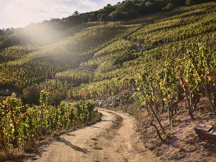 Discover the wines of the Rhône Valley, Friday 28th May 2021
