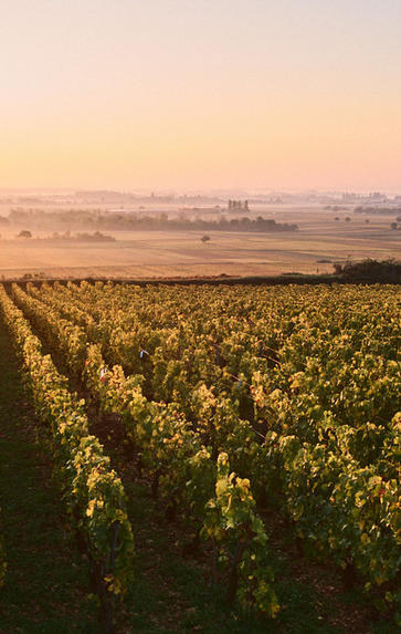 Introduction to the wines of Burgundy, Tuesday 1st June 2021