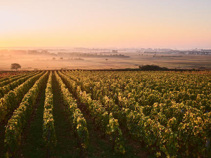 Introduction to the wines of Burgundy, Tuesday 1st June 2021