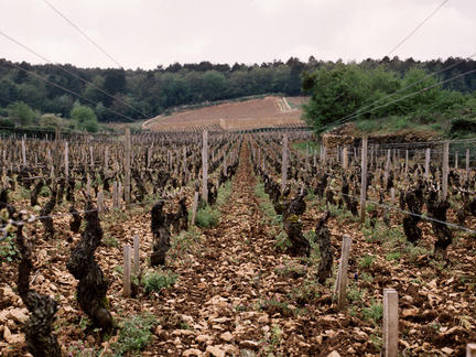 One-Day Introductory Burgundy School, Saturday 13th April 2024
