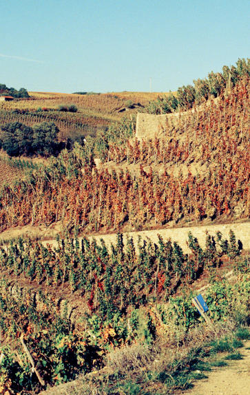 Introduction to the Wines of the Rhône Valley, Thursday 9th May 2024
