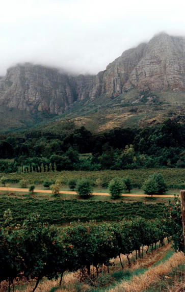 Introduction to the Wines of the South Africa, Wednesday 22nd May 2024
