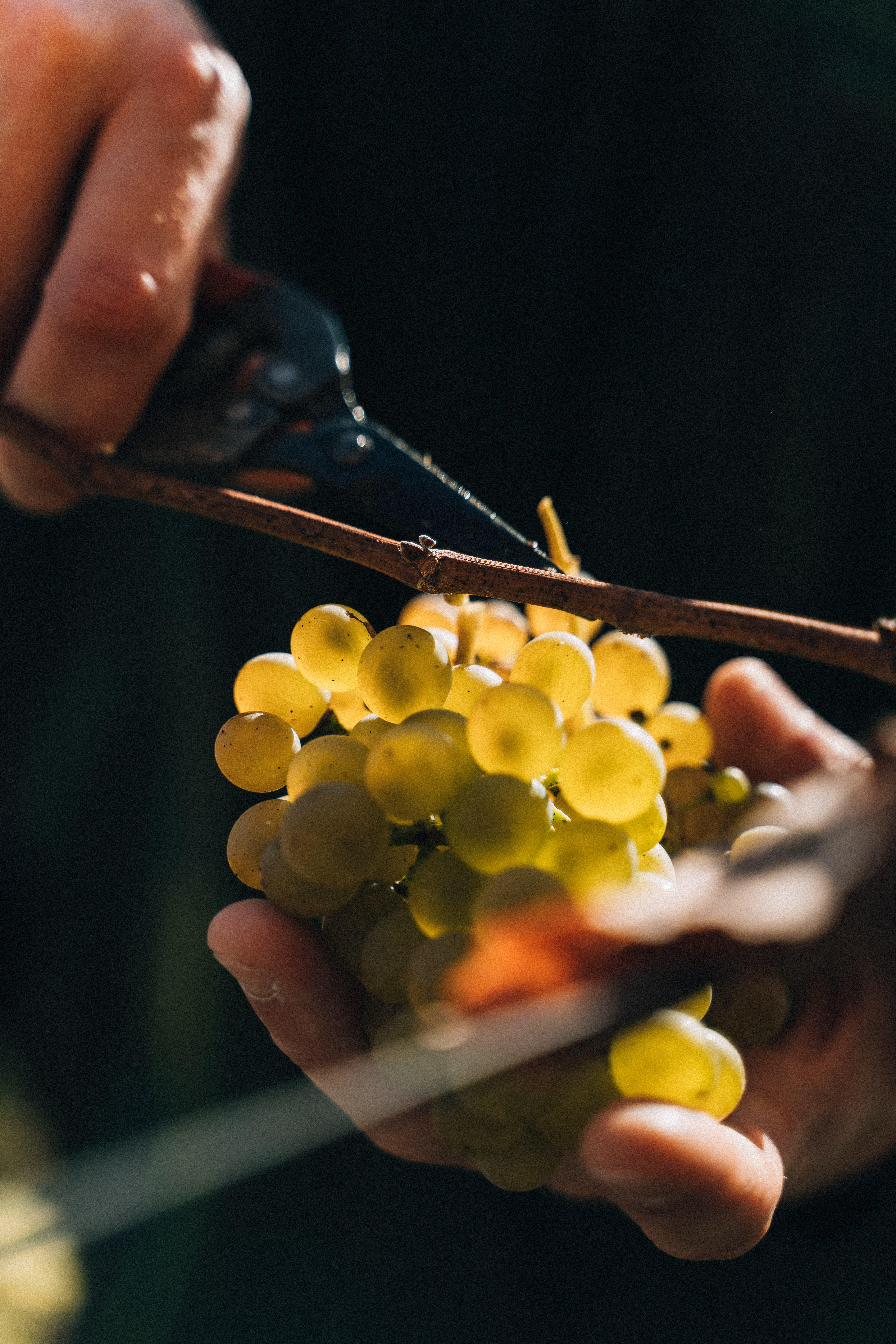 Great White Wines of Europe Dinner, Friday 16th May 2025