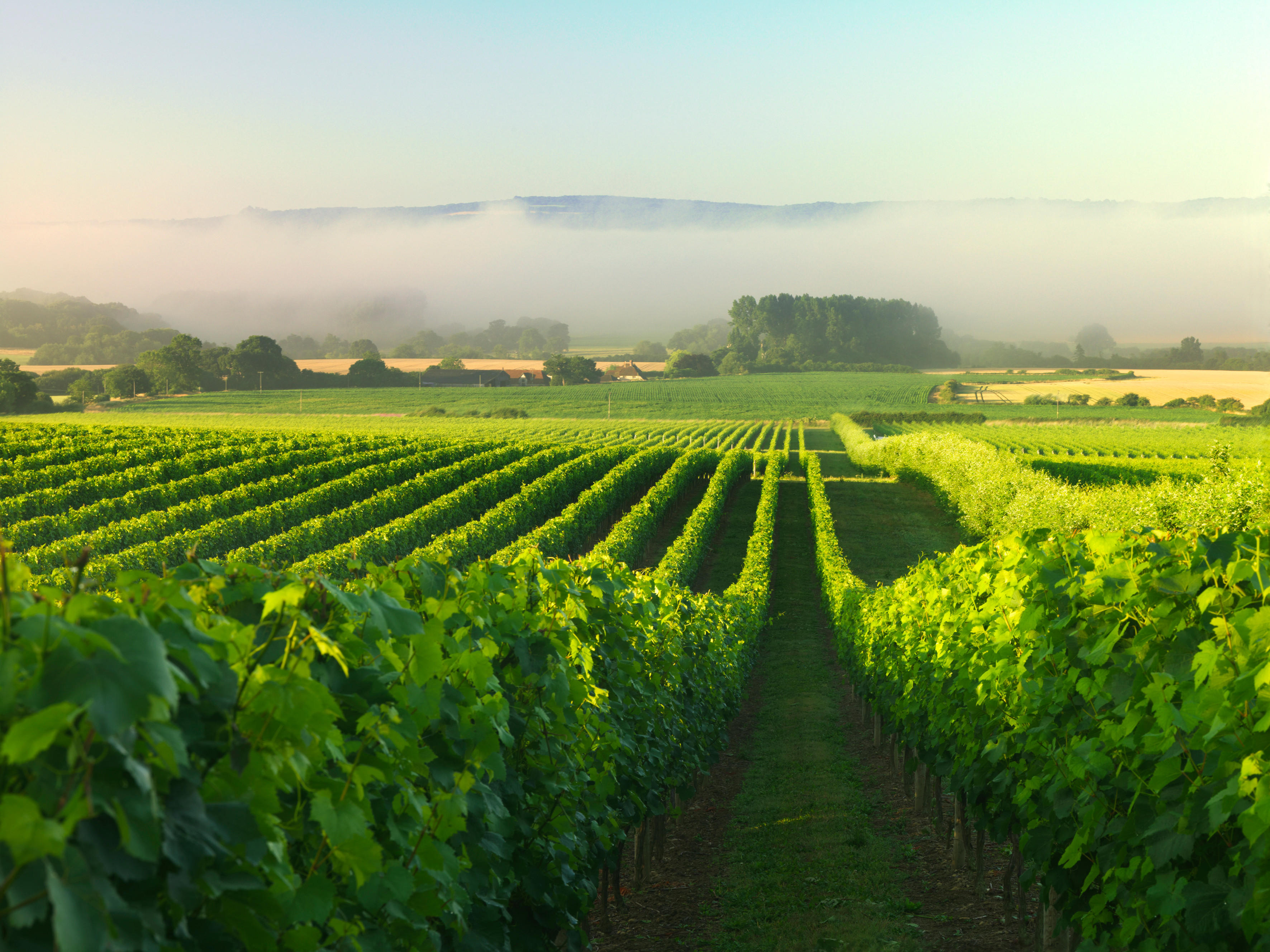 Introduction to the Wines of England, Tuesday 8th April 2025