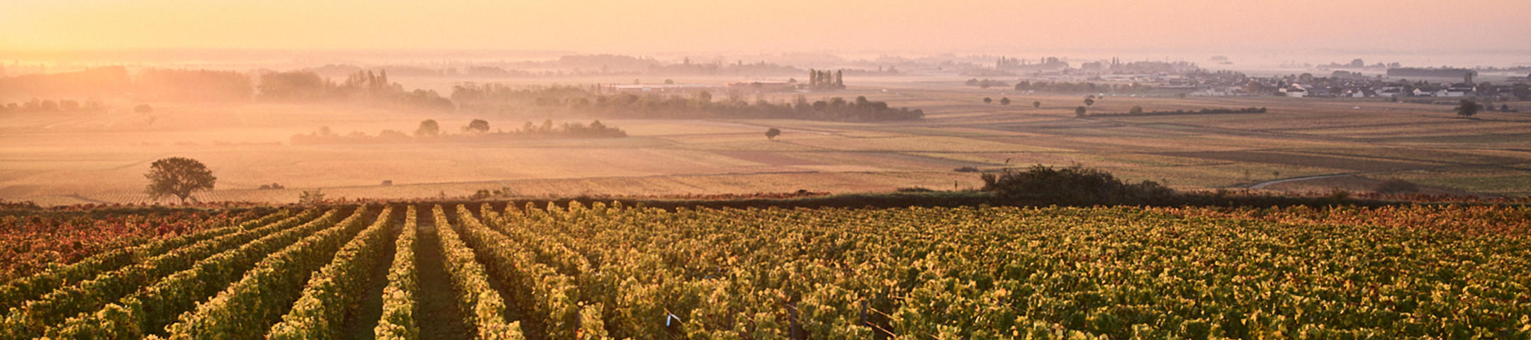 Burgundy wine to drink now